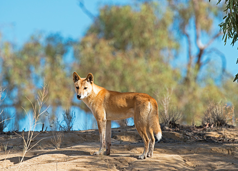 A wild Dingo in the far outback of Queensland, Australia.