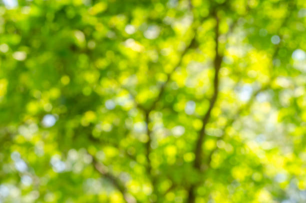 istock green leaves bokeh background 1210224026