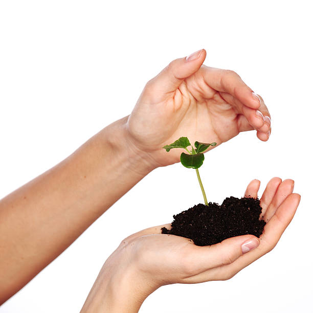 istock plant in the women hands 121022406