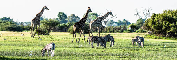 istock wildlife in Africa 2020 1210224077