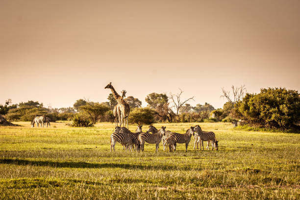 istock wildlife Africa 2020 1210224123
