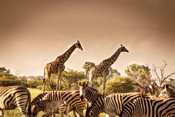 istock wildlife Africa 2020 1210225315