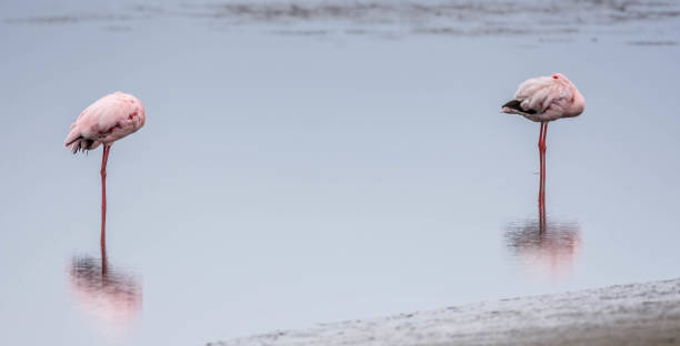 istock Flamingo in Africa 2020 1210225400