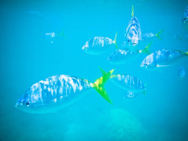 istock Underwater diving in the great barrier reef 1210225485
