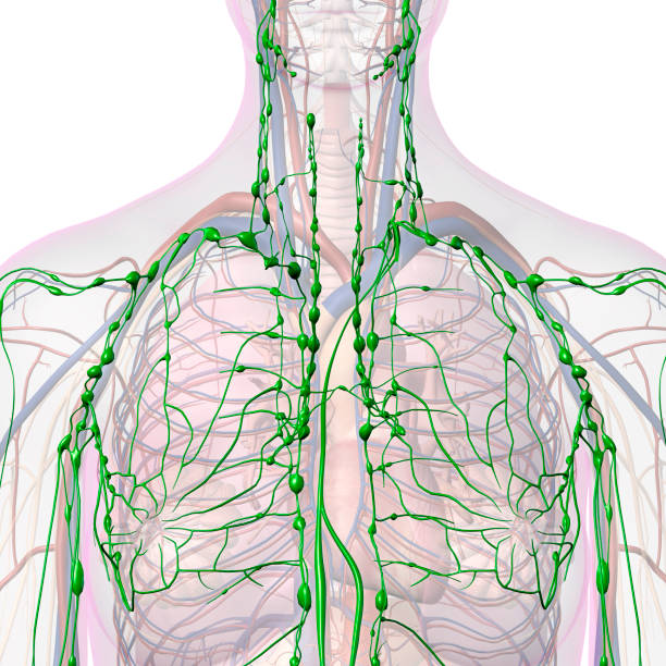 anatomia interna del sistema linfatico nel petto e nel collo femminile - lymph node foto e immagini stock