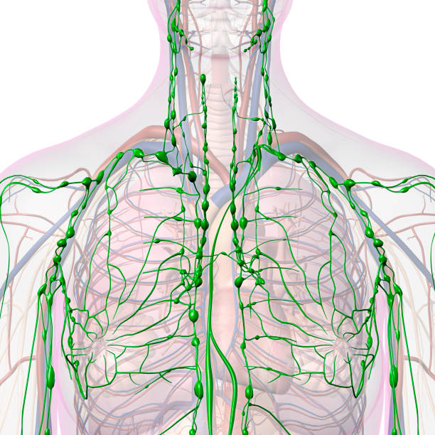 Lymphatic System Internal Anatomy in Female Chest and Neck The lymphatic system within a woman's chest and throat areas with other internal organs faded out against a white background. lymph node photos stock pictures, royalty-free photos & images