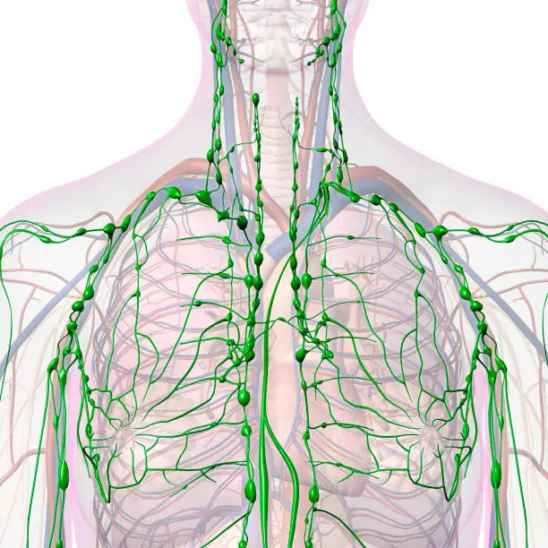 The lymphatic system within a woman's chest and throat areas with other internal organs faded out against a white background.
