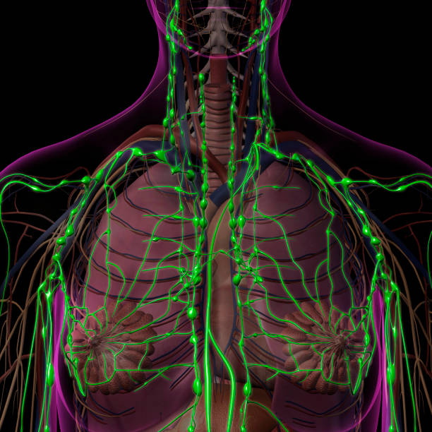 istock Lymphatic System Internal Anatomy in Female Chest and Neck 1210226685
