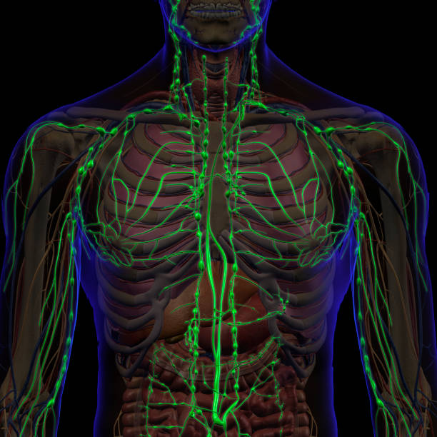 istock Lymphatic System Internal Anatomy in Male Chest and Neck 1210227784