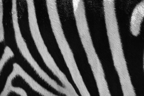istock Extreme Close-Up of a Zebra Pattern 1210231015