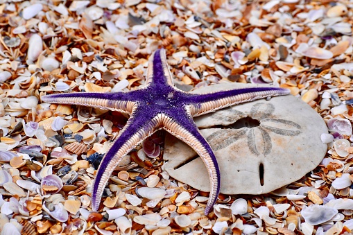 A royal starfish on a sand dollar on seashells on the beach.
