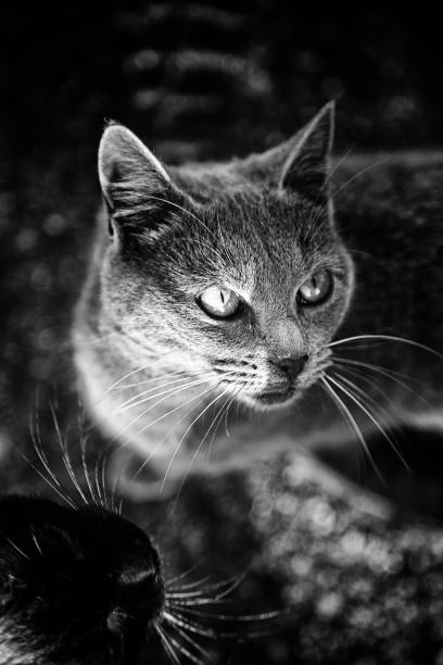 istock Abandoned street cats 1210235568