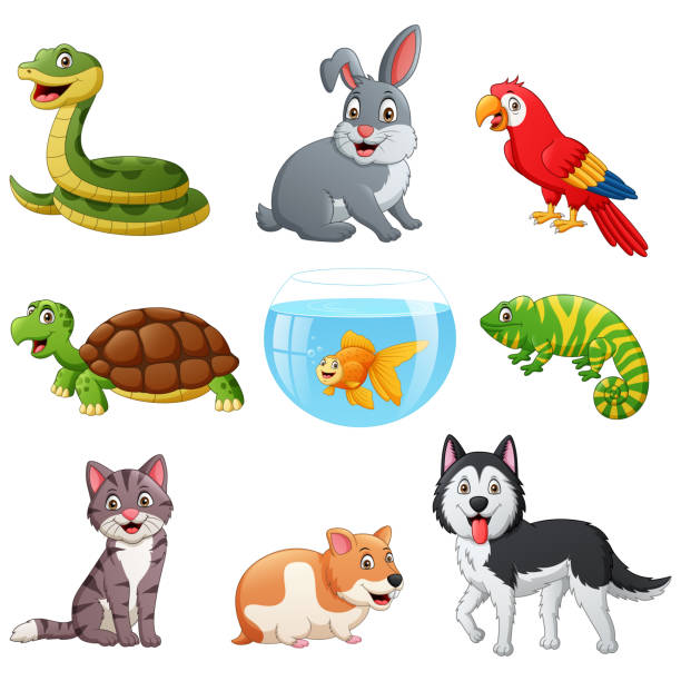 ilustrações, clipart, desenhos animados e ícones de conjunto de desenhos animados para animais de estimação - dog domestic cat pets cartoon