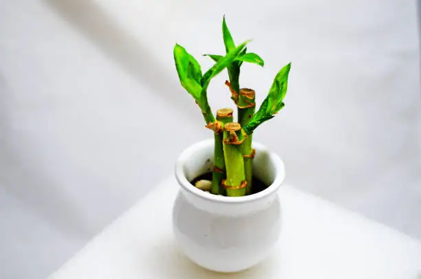 Close-up view of lucky bamboo plant trip in a decorative white pot.