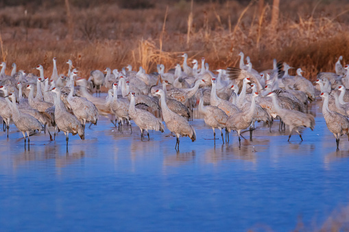 Many people visit Whitewater Draw each winter to experience the sight and sound of more than 20,000 sandhill cranes. as well as other birdlife
