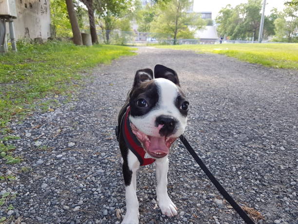 istock Puppy Boston Terrier on a walk 1210239408