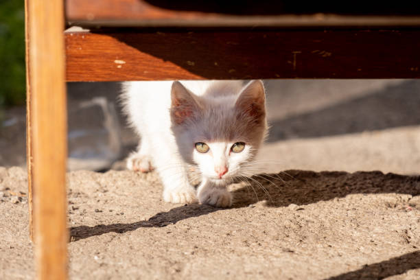 istock kitten peeks out of the shadows at the light 1210240427