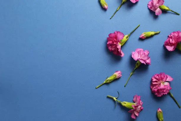Photo of Pink spray carnation flowers on dark blue background. Floral composition, flat lay, top view, copy space