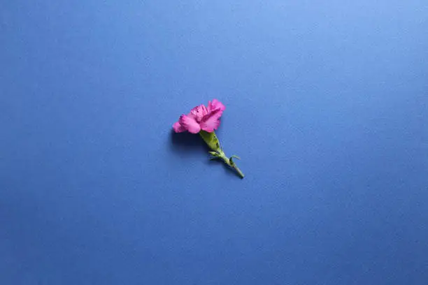 Photo of Pink spray carnation flower on dark blue background. Floral composition, flat lay, top view, copy space