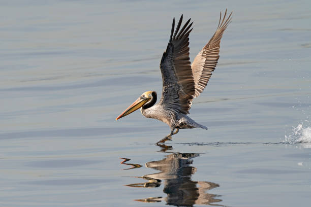 istock Pelican shore bird launch from the Pacific Ocean 1210241619