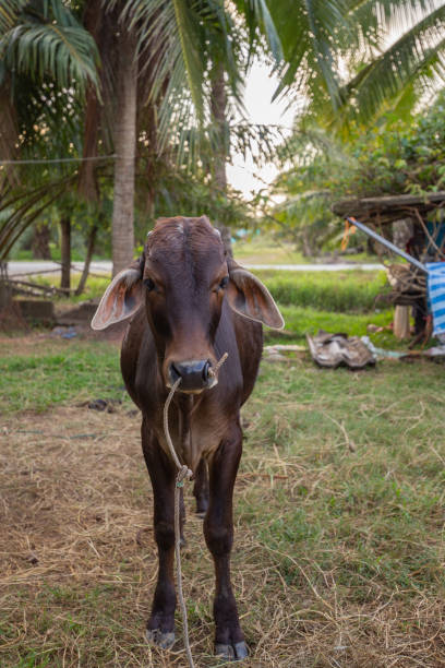 istock A young black chesnut coloured calf standing on grass and face looking at camera with oil palm tree on background 1210241977