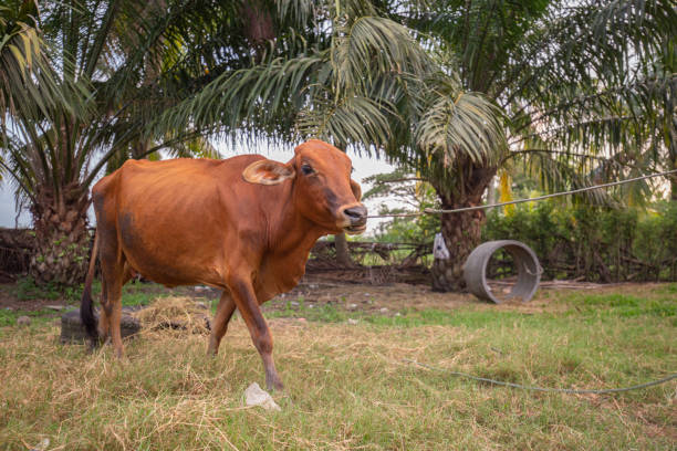 istock A brown chesnut coloured calf walking on the grass with oil palm tree on background 1210242045