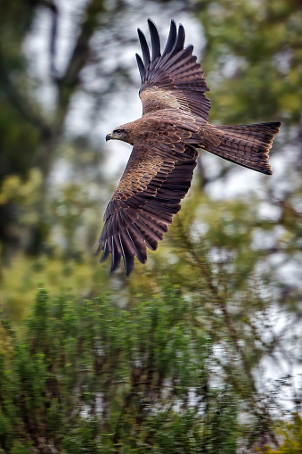 Australian wedge tailed eagle in flight