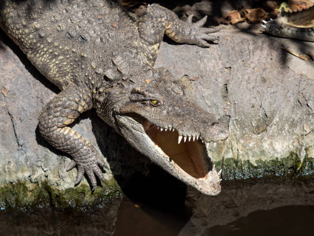 istock Close up Crocodile was Sunbathing on The Rock 1210246040
