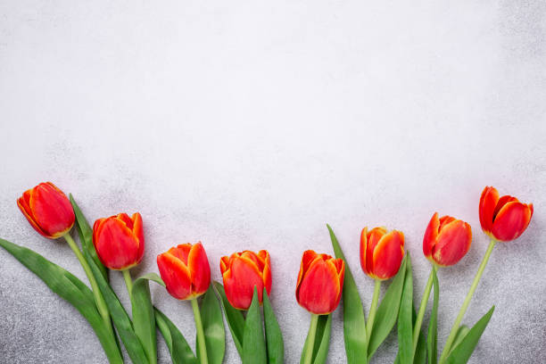 istock Row of red tulips on light stone background. Creative flat lay. Top view. Copy space 1210246167