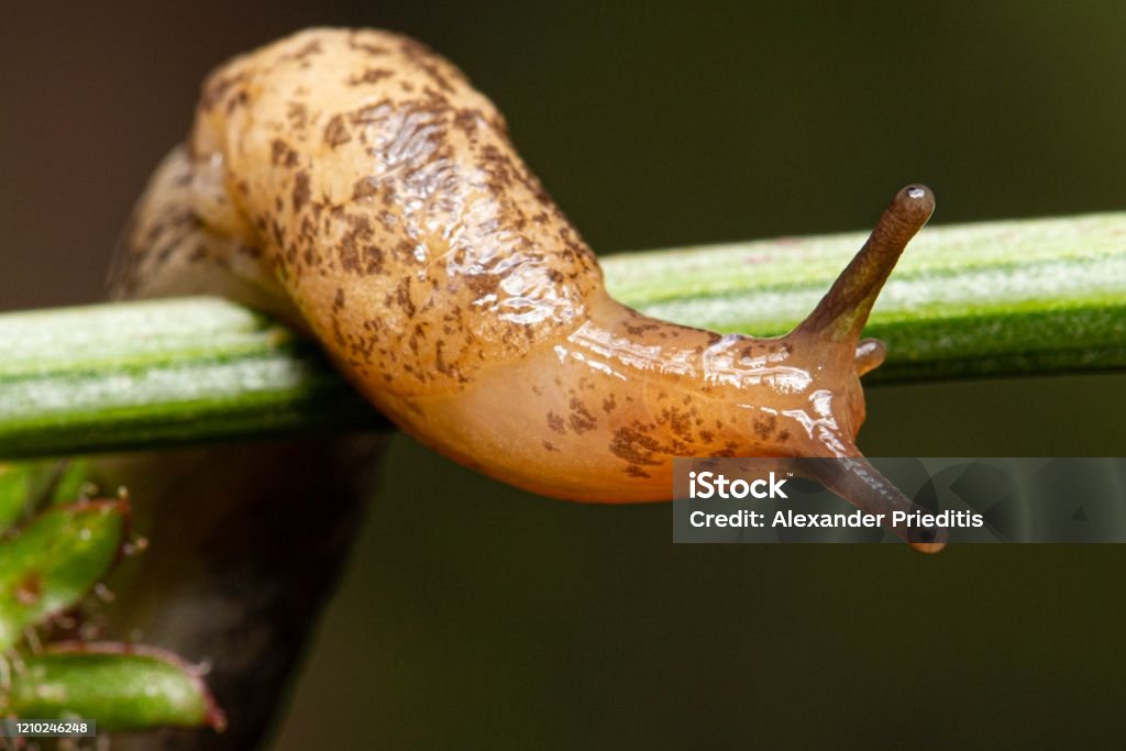 Slug Slug Stock Photo