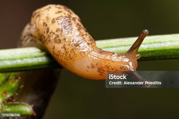 Slug Stock Photo - Download Image Now - Slug, Animal, Insect