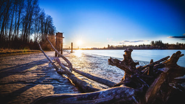istock Large driftwood rests on beach along river during winter sunset 1210248131