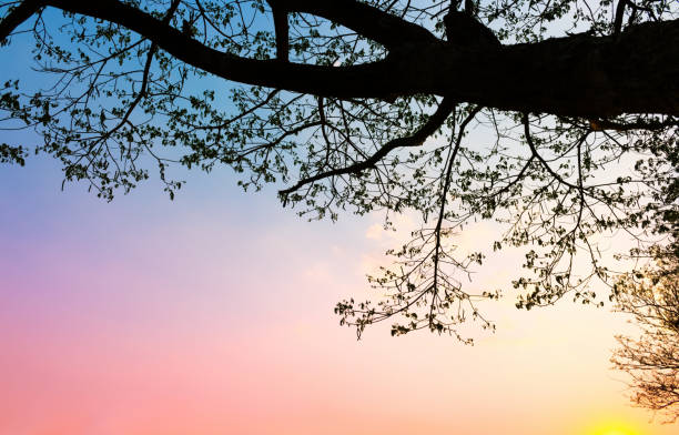 view under the branch of a tree with many colorful light in sky background