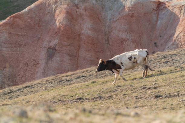 istock White skinny cow on a mountainside 1210248605