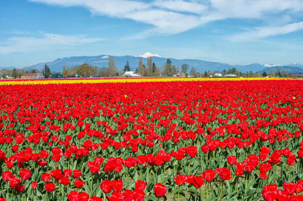 istock Spring Tulip Field at Skagit Valley 1210249354
