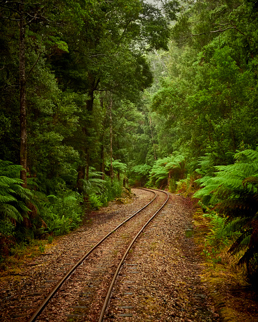 Train journey from Strahan on Tasmania's West Coast through a cool temperate rain forest and alongside a river.  luscious greens and gold colourings with Myrtle trees and  Man Ferns.