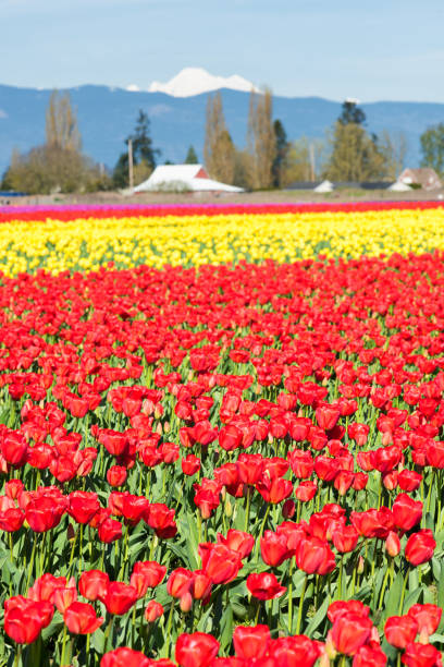 istock Skagit Valley Tulip Field 1210251724