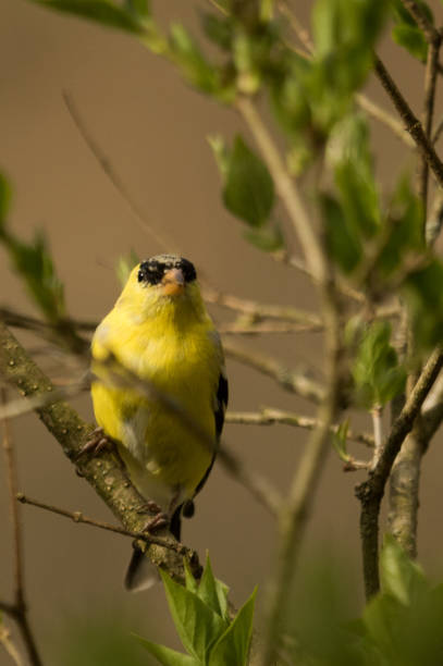 istock American Goldfinch - Spinus tristis 1210251940