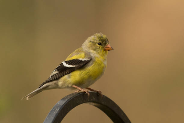 istock American Goldfinch - Spinus tristis 1210251961
