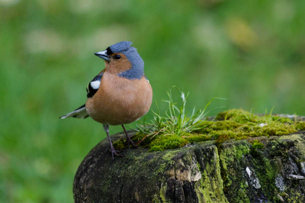 istock Chaffinch - Fringilla coelebs 1210252003