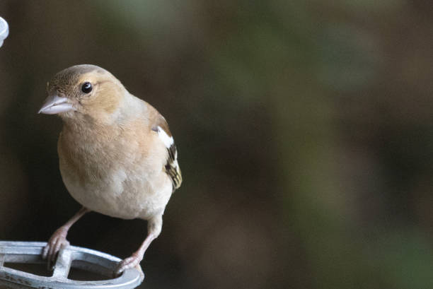 istock Chaffinch - Fringilla coelebs 1210252111