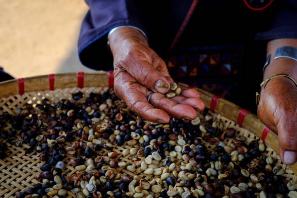 istock Hand of woman sorting raw coffee beans 1210252963