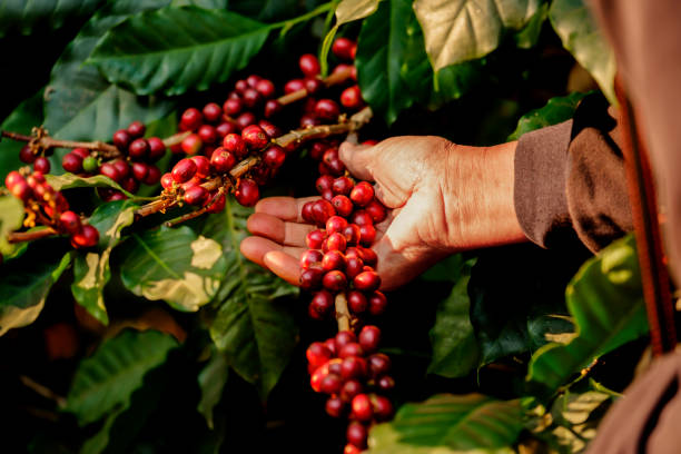 istock Arbarica coffee bean cherries on tree in organic plantation 1210252977