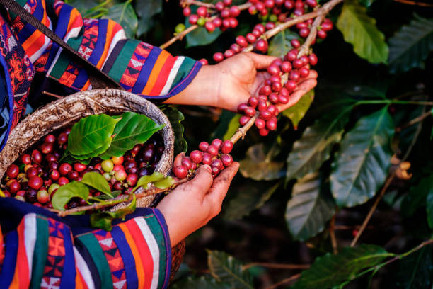 istock Arbarica coffee bean cherries on tree in organic plantation 1210253003