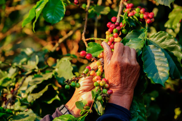 Arbarica coffee bean cherries on tree in organic plantation Ripe Arabica coffee bean cherry harvesting in organic plantation, Chiangrai, Thailand coffee crop photos stock pictures, royalty-free photos & images
