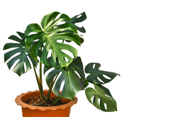 istock Monstera in a pot on white background 1210253482