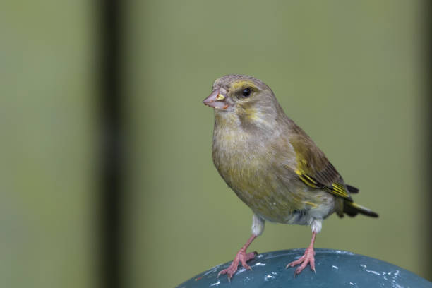 istock Greenfinch - Chloris chloris 1210253551