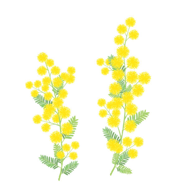 Mimosa flower vector illustration on white background Mimosa flower vector illustration on white background mimosa stock illustrations