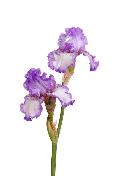 istock Stem of purple iris flowers isolated on white 121025517
