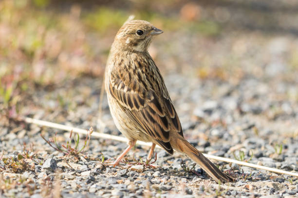 istock Yellowhammer - Emberiza citrinella 1210255573
